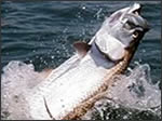 Boca Grande Tarpon Fishing